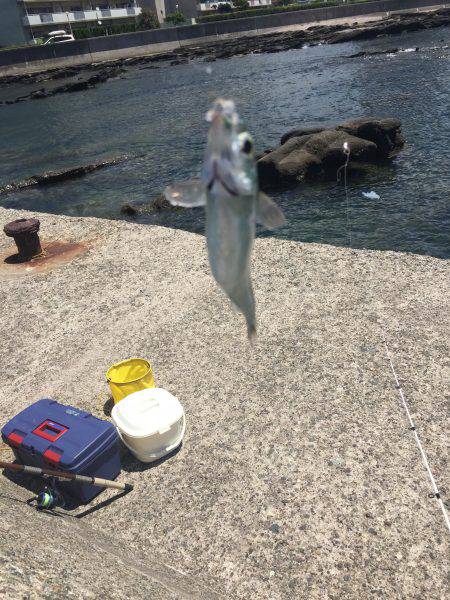 トウゴロウイワシ