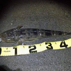 色々回ったけど反応薄かった～・・・