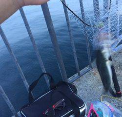 結局サバのみ。