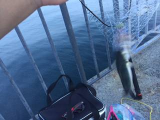 結局サバのみ。