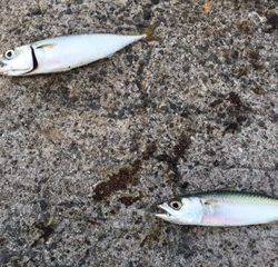 やっぱりサバばっかり。