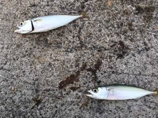 やっぱりサバばっかり。