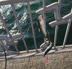 初☆ジグサビキ