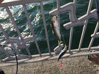 初☆ジグサビキ