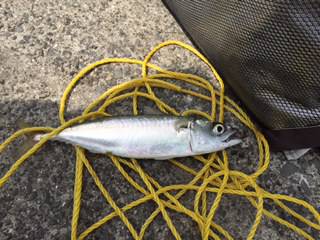 ♪サバサバ～。