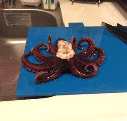 ジギングで・・・タコ。