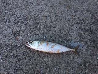 お久しぶりのツバス