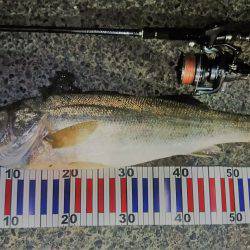 台風後の荒れた海にて