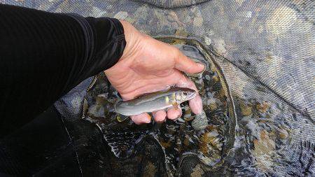 濁った古座川で鮎数尾・・・