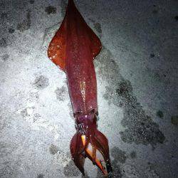 秋イカ釣行