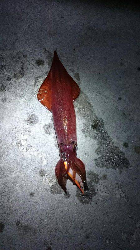 秋イカ釣行