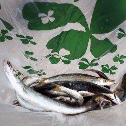 深日港周辺の調査