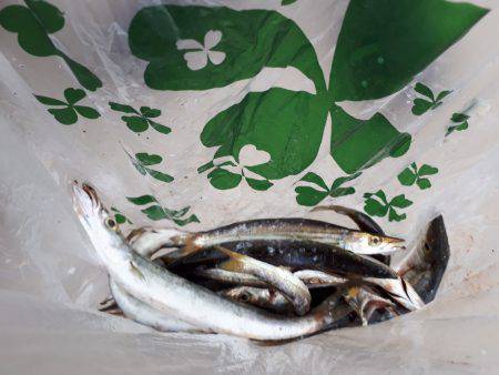 深日港周辺の調査