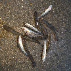 ジギングで夕マヅメにワカシ、暗くなって太刀魚ゲット！