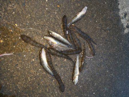 ジギングで夕マヅメにワカシ、暗くなって太刀魚ゲット！