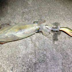 娘のケンサキ釣りデビュー