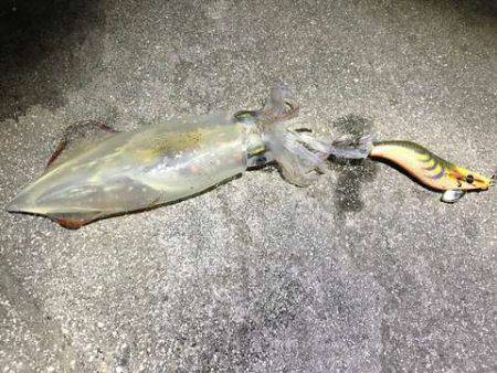 娘のケンサキ釣りデビュー