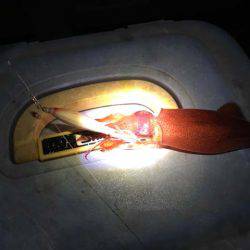 今年もやって来ました、明石のケンサキイカ！