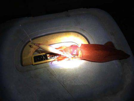 今年もやって来ました、明石のケンサキイカ！