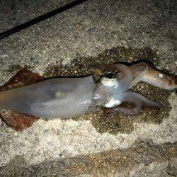 台風後のケンサキは?