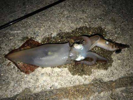 台風後のケンサキは？