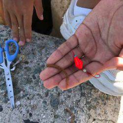 今の時期、昼間はダメ！