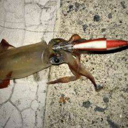 ケンサキからのLSJ