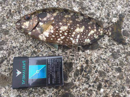 清水港、土肥　ハタゲーム！　