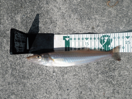 姫路キス(2017-5)