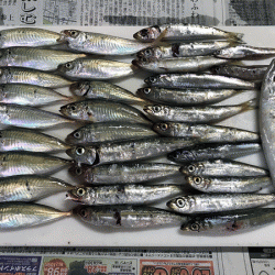 播磨新島タコ(2017-4)