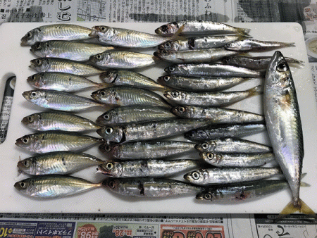 播磨新島タコ(2017-4)