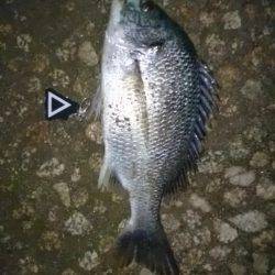 シーバス狙いが…