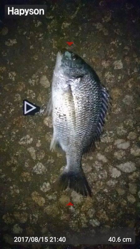 シーバス狙いが…