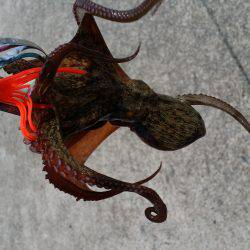 タコにハズレ無し