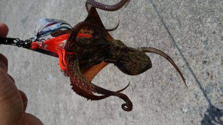 タコにハズレ無し