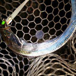 太刀魚シーズンインです