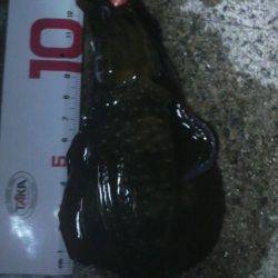 チビアオリと戯れて