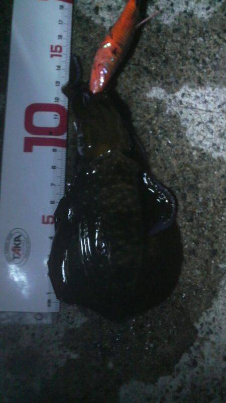 チビアオリと戯れて