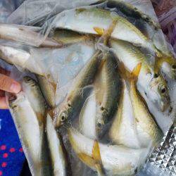 ファミリーフィッシング&キッシングリベンジ