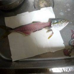 ツバス！？ハマチ！