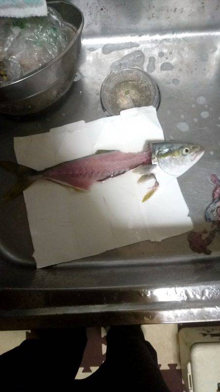 ツバス！？ハマチ！