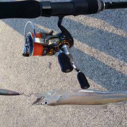 サゴシからの太刀魚