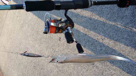 サゴシからの太刀魚