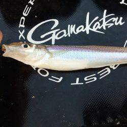 チョイ投げ釣りでキス快釣♪