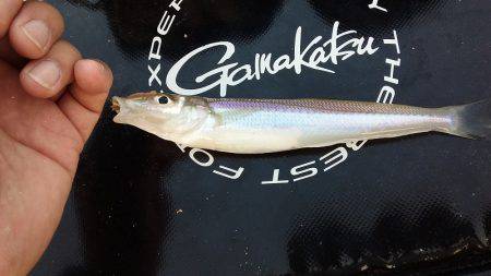 チョイ投げ釣りでキス快釣♪