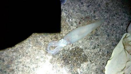 カマス君ケンサキさん