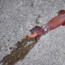 ケンサキサイズアップ