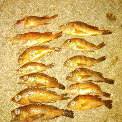 メバルにガシラ