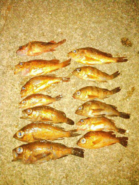 メバルにガシラ