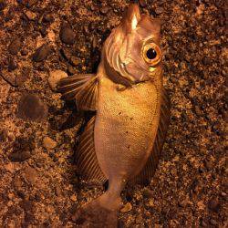 新宮港に行ってきました